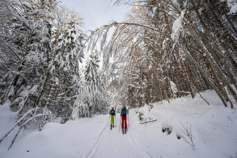 Two ski tourers in a snowy forest, ascent to Simetsberg, Estergebirge, Bavarian Prealps, Bavaria