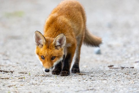 Fox (Vulpes vulpes) puppy Germany