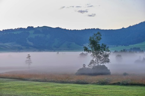Morning atmosphere with trees in the early morning mist, Rothenthurm high moor, Canton Schwyz,