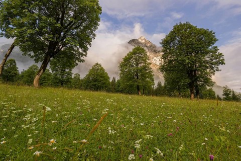 Sycamore maple trees, Acer pseudoplatanus, in summertime. Mountains in the background. Nature