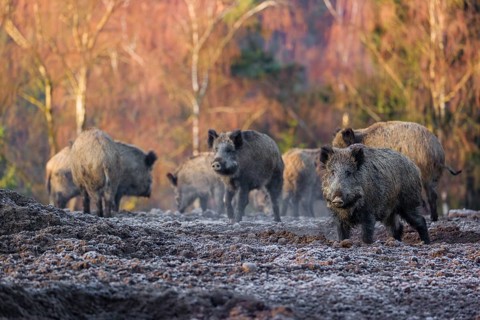 A herd of wild boar or wild pig (Sus scrofa) stands on a frozen field looking for food