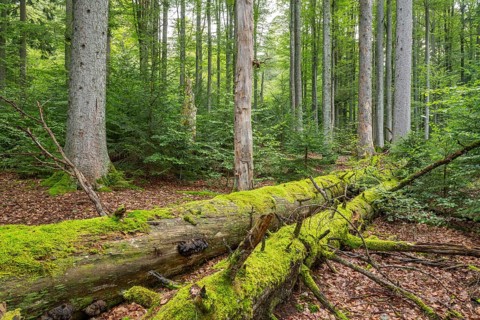 Mixed mountain forest with copper beech (Fagus sylvatica) and spruce (Picea abies), lying deadwood