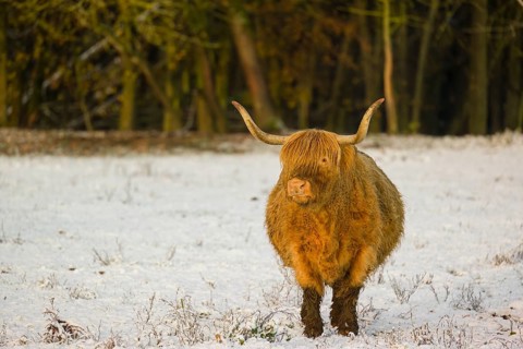 A highland cow (Bos primigenius taurus) stands in a snow-covered pasture