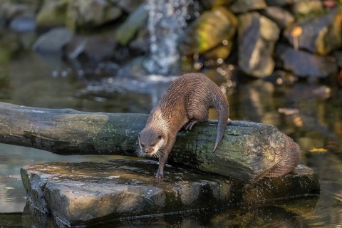 One oriental small-clawed otter or Asian small-clawed otter (Aonyx cinerea), in a creek in front of