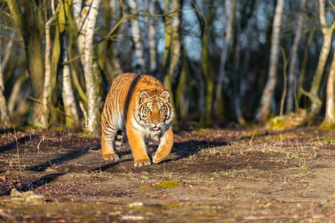 One young female Siberian Tiger, Panthera tigris altaica, running thru a birch tree forest. Early
