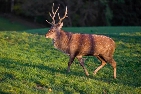 One Dybowski stag (Cervus nippon hortulorum) stands on a green meadow at sunrise