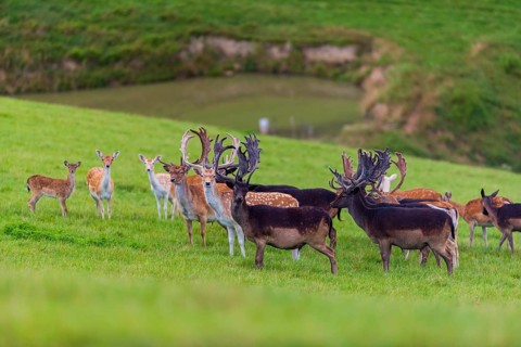 A herd of fallow deer (Dama dama) stands on a green meadow on hilly ground. A freshwater pond is in