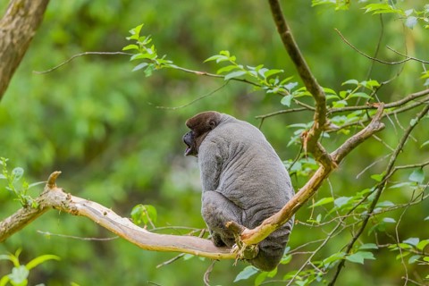 A common woolly monkey, brown woolly monkey, or Humboldt's woolly monkey (Lagothrix lagothricha)