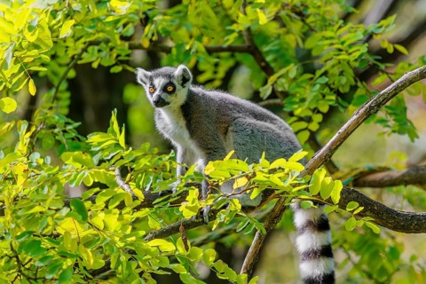 A ring-tailed lemur (Lemur catta) sits high up in a tree on a branch between fresh green leaves