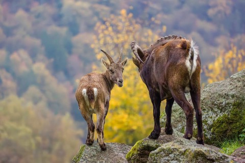 Two ibex (Capra ibex), a male and a female, stand on a rock. The male shows some flehming and