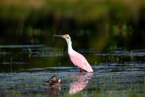 Roseate spoonbill (Ajaia ajaja) Pantanal Brazil