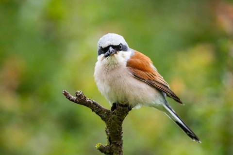Red-backed shrike (Lanius collurio) ml Germany