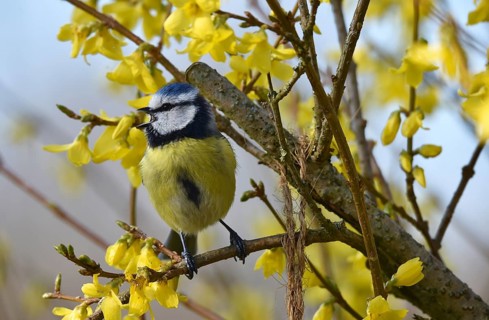 Blue tit, (Cyanistes caeruleus) sits in the forsythia and sings