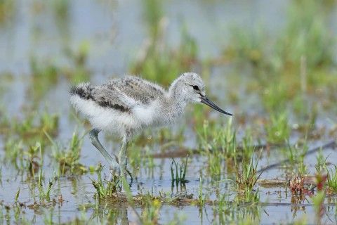 Avocet (Recurvirostra avosetta) Young bird foraging in the shore zone at the lake, Wildlife, Wading