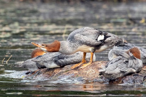 Common merganser. Mergus merganser. A female stands on a rock and drinks. Lake Wapizagonke. La