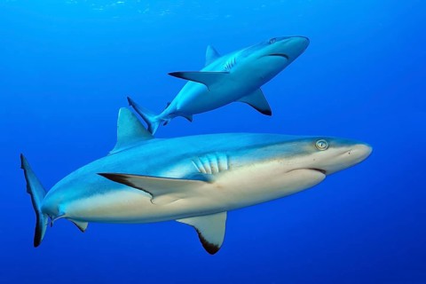 Underwater photo of pair of two specimens of Grey reef shark Carcharhinus amblyrhynchos) swimming