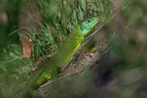 Green lizard (Lacerta bilineata) warming itself in the sun in spring. Bas Rhin, Alsace, France,
