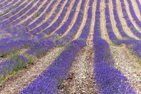 Lavender fields (Lavandula) listed in the inventory of intangible cultural heritage in France.