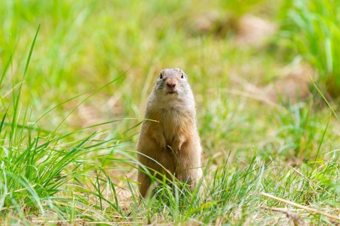 European ground squirrel (Spermophilus citellus) on a meadwo, Bavaria, Germany, Europe