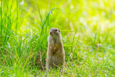 European ground squirrel (Spermophilus citellus) on a meadwo, Bavaria, Germany, Europe