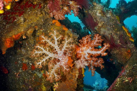 Colourful Klunzinger's tree coral (Dendronephthya klunzingeri) in a wreck, dive site wreck of the