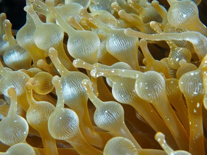Close-up of the tentacles of a bubble anemone (Entacmaea quadricolor), dive site Toyapakeh, Nusa