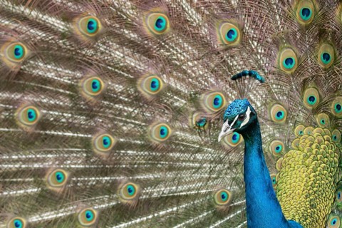 Indian peafowl or Peacock (Pavo cristatus) adult male bird displaying showing its tail feathers,