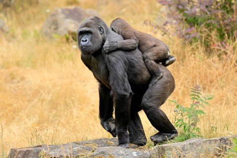 Western gorilla (Gorilla gorilla), adult, female, carrying, juvenile, on back