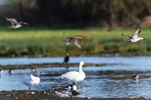 Northern Pintail, Anas acuta, birds in flight over winter marshes