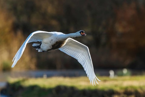 Mute Swan, Cygnus olor, bird in flight at winter on marshes