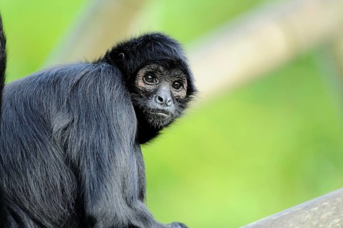 A black spider monkey looks curiously into the camera, surrounded by tropical greenery,