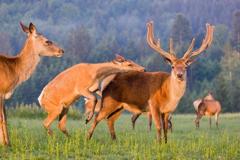 An Altai maral hind, Altai wapiti or Altai elk (Cervus canadensis sibiricus) rides up on a stag and