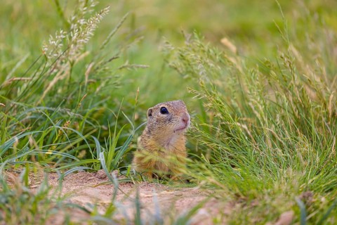 A European ground squirrel (Spermophilus citellus) or European souslik sits in front of its den