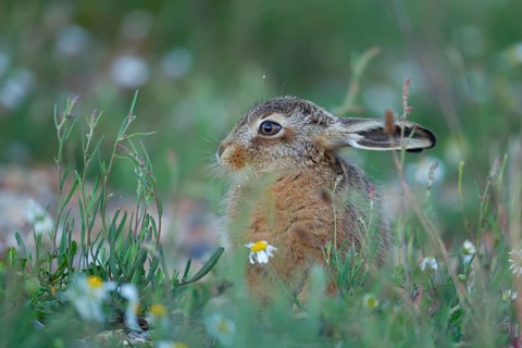European brown hare (Lepus europaeus) juvenile baby leveret animal resting in grassland amongst