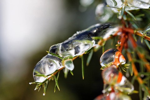 Icicle, frozen branch, ice layer, macro, unusually cold winter 2010, symbolic photo winter weather,