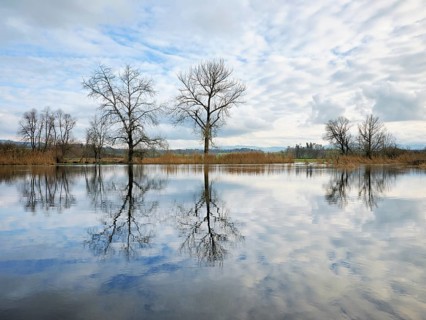 Trees standing in the flooded Lorze, Maschwanden, Canton Zurich, Switzerland, Europe