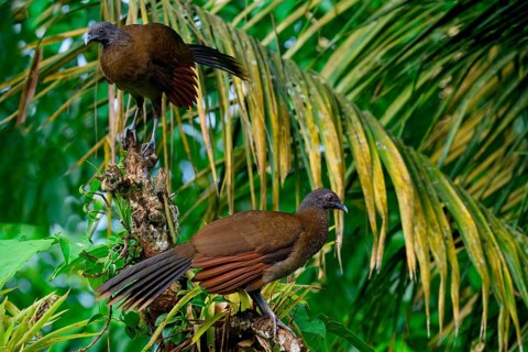 Two Grey-headed Chachalacas (Ortalis cinereiceps) perched on a branch, Costa Rica, Central America
