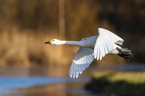 Tundra Swan, Bewick's Swan, Cygnus columbianus in flight at winter in Slimbridge, England, United