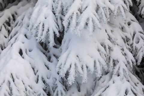 The crystals of hoarfrost look like lace on the snow-covered fir branches, winter landscape on the