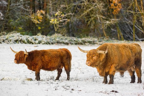 A Highland bull and a cow (Bos primigenius taurus) stand on a snow-covered pasture