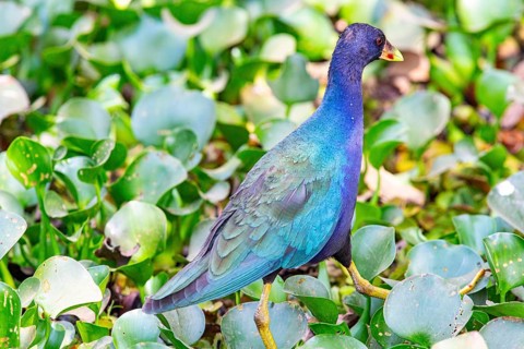 American purple gallinule (Porphyrio martinicus) Pantanal Brazil
