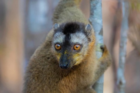 Lemur, red-fronted lemur (Eulemur rufifrons) in the dry forests of western Madagascar