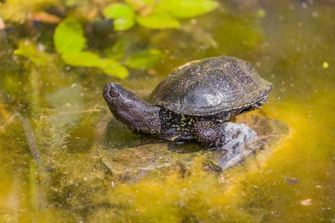 A European pond turtle (Emys orbicularis), rests on a stone lying in a pond