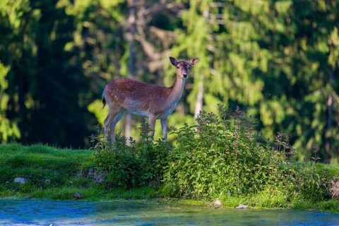 One female fallow deer (Dama dama) stands between a small pond and a forest in the background