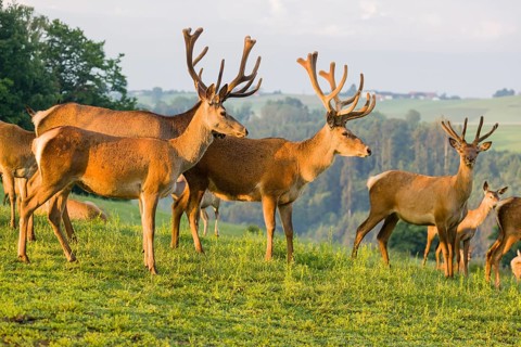 Three Altai maral stags, Altai wapiti or Altai elk (Cervus canadensis sibiricus) and some hinds