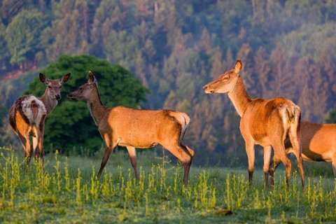 Four Altai maral hinds, Altai wapiti or Altai elk (Cervus canadensis sibiricus) stand in a meadow