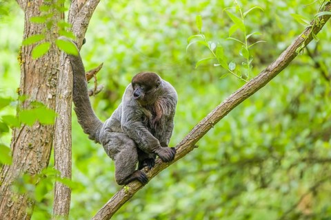 A common woolly monkey, brown woolly monkey, or Humboldt's woolly monkey (Lagothrix lagothricha)