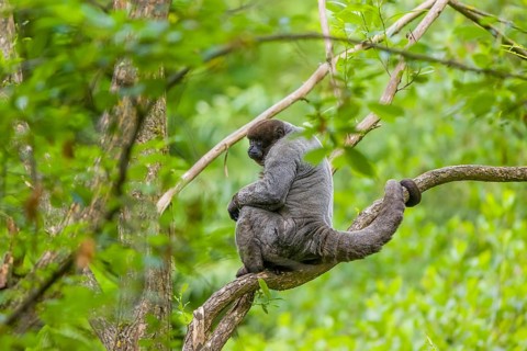 A common woolly monkey, brown woolly monkey, or Humboldt's woolly monkey (Lagothrix lagothricha)