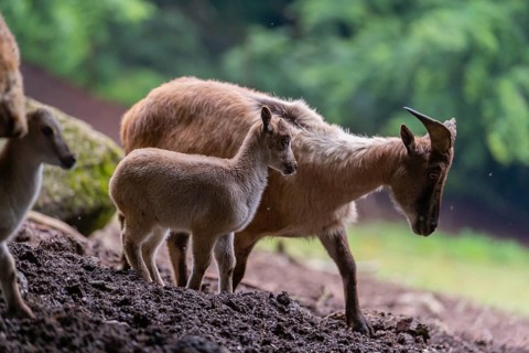 A female Himalayan tahr (Hemitragus jemlahicus) stands on a forest edge with one young. In the