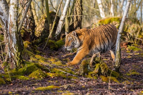 One young female Siberian Tiger, Panthera tigris altaica, walking thru a birch tree forest. Early